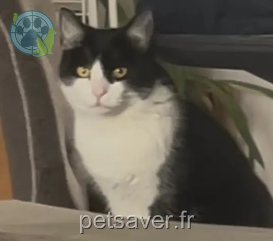 chatte perdue 33124 Savignac Cookie chatte lost 33124 Savignac Cookie