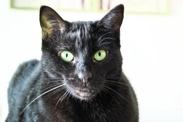 chatte lost   33120 Arcachon Cristal