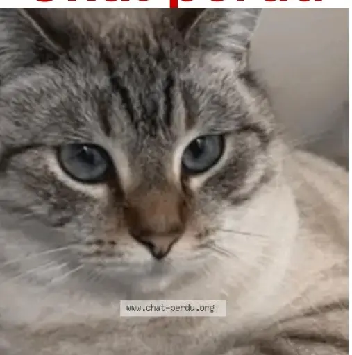 Chatte Perdue 33 Gironde - Didi Chatte Perdue 33 Gironde - Didi