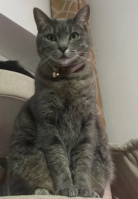 chatte lost   33210 Langon Duchesse