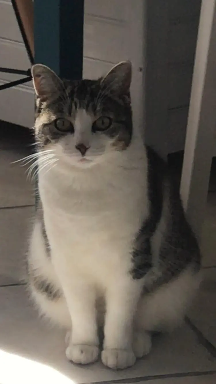 Chatte Perdue 33 Gironde Chatte Perdue 33 Gironde
