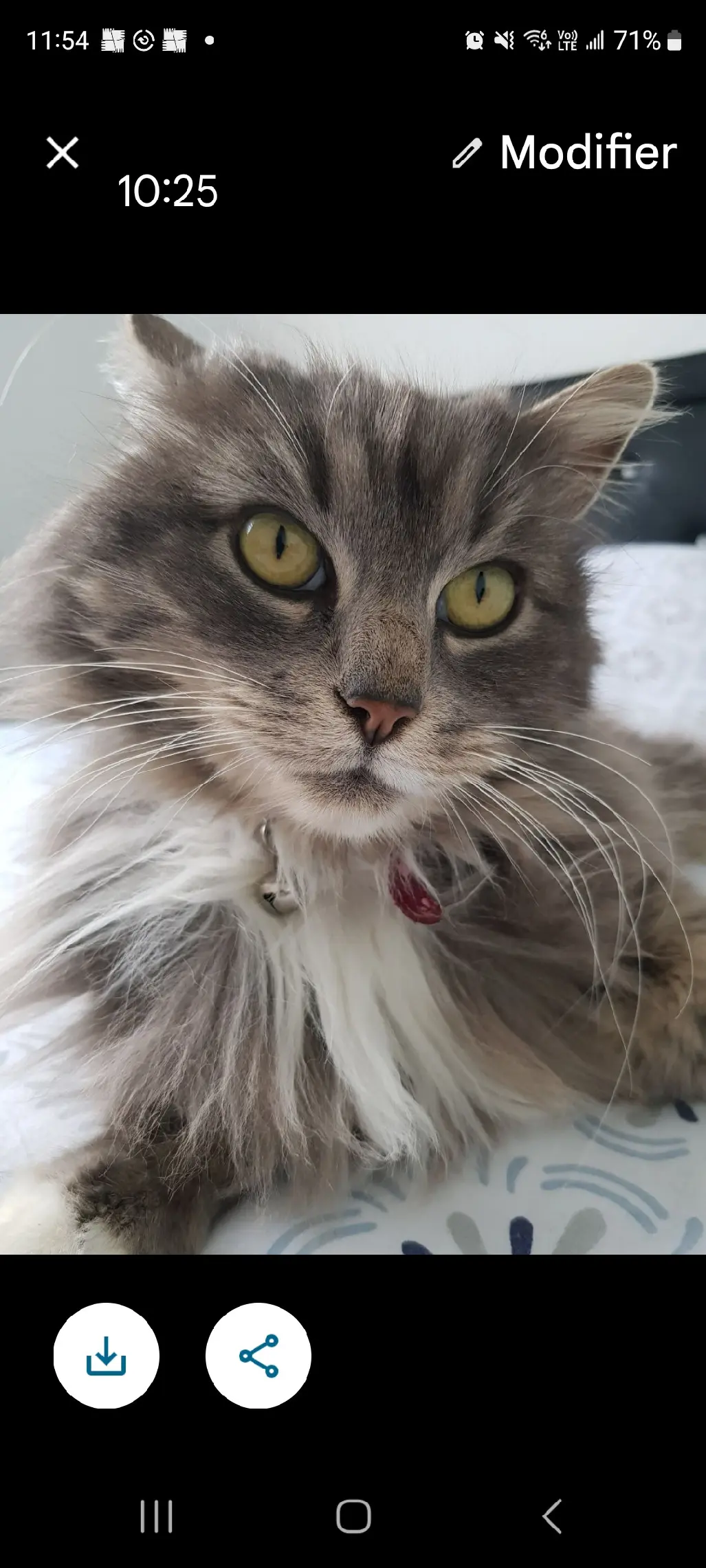 Chatte Perdue 33 Gironde Chatte Perdue 33 Gironde