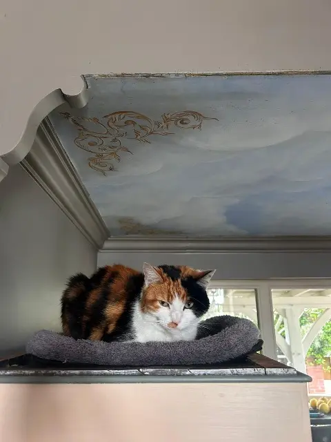 chatte lost   33140 Villenave-d'Ornon Eka