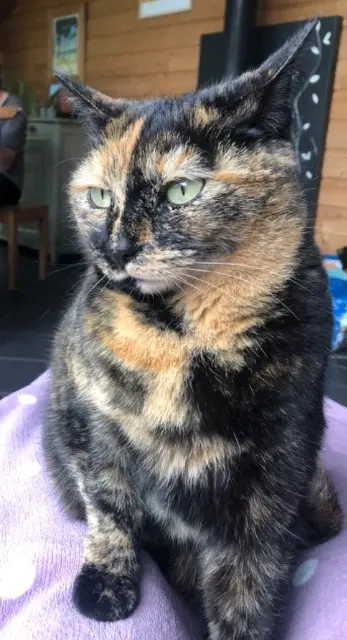 cat lost 33470 Gujan-Mestras Eole cat lost 33470 Gujan-Mestras Eole