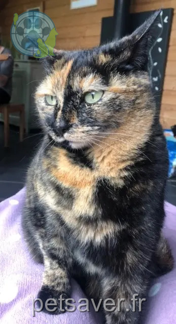 gatta persa 33470 Gujan-Mestras Eole gatta lost 33470 Gujan-Mestras Eole
