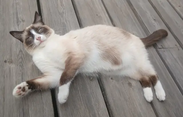 chatte lost   33770 Salles Fantomette