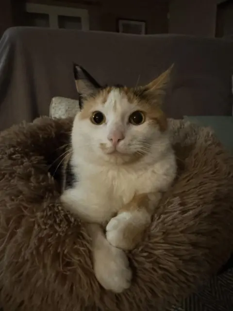 chatte lost   33560 Sainte-Eulalie Fifou