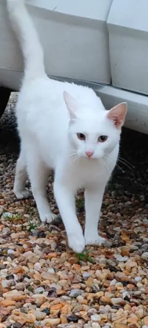 chatte lost   33910 Savignac-de-l'Isle Flocon