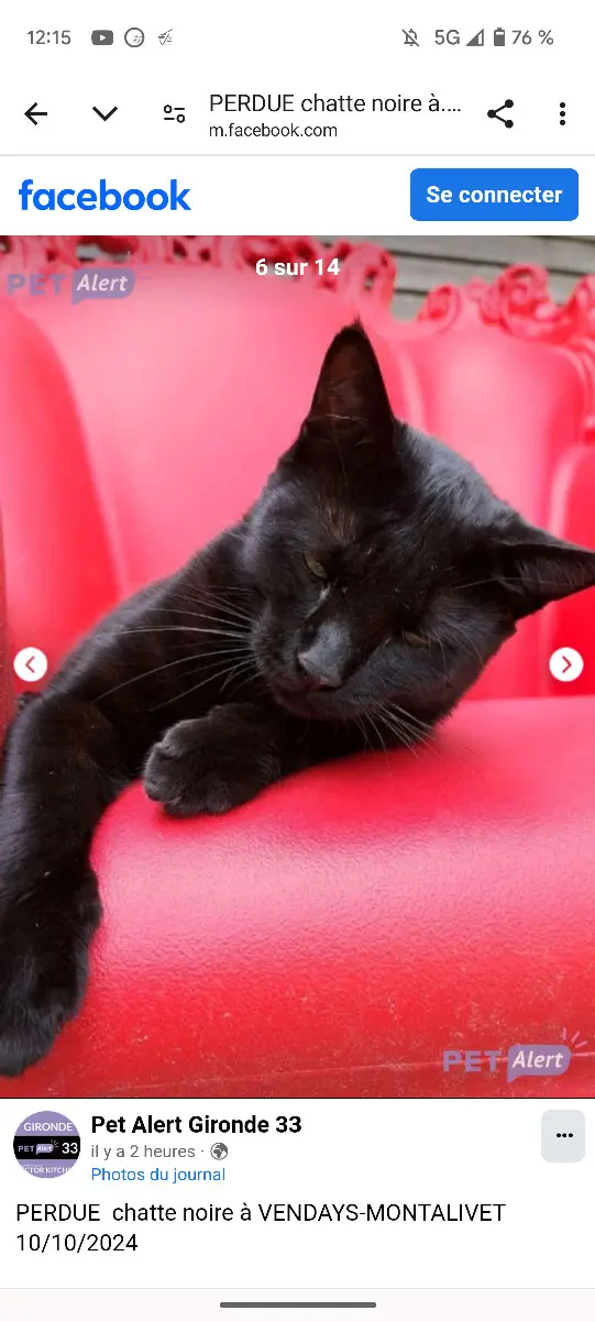 Chatte Perdue 33 Gironde - Gina Chatte Perdue 33 Gironde - Gina