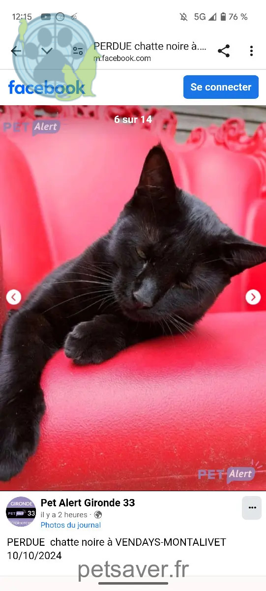Chatte Perdue 33 Gironde - Gina Chatte Perdue 33 Gironde - Gina