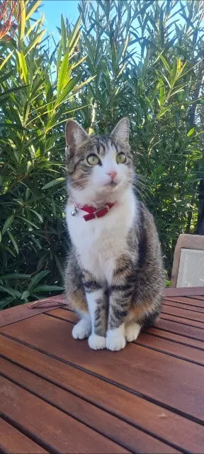 chatte lost   33750 Nérigean Gloupie