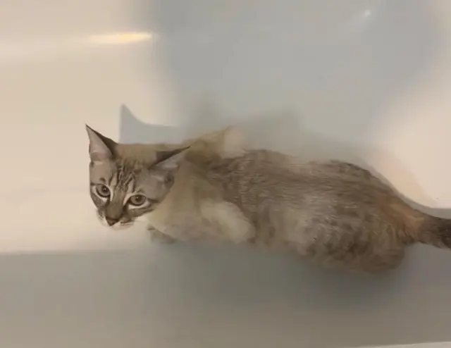 chatte lost   33600 Pessac Grizzy