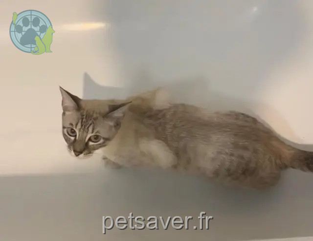 gatta persa 33600 Pessac Grizzy gatta lost 33600 Pessac Grizzy