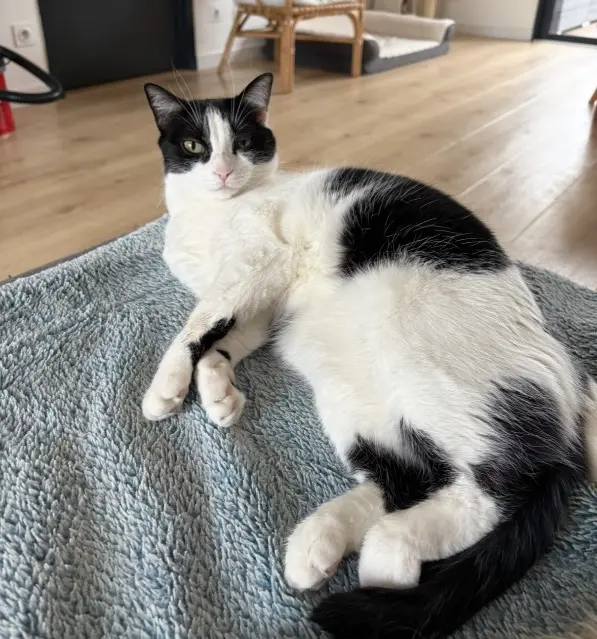 chatte lost   33510 Andernos-les-Bains Happy
