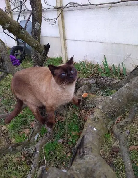 chatte lost   33320 Le Taillan-Médoc HIPPIE
