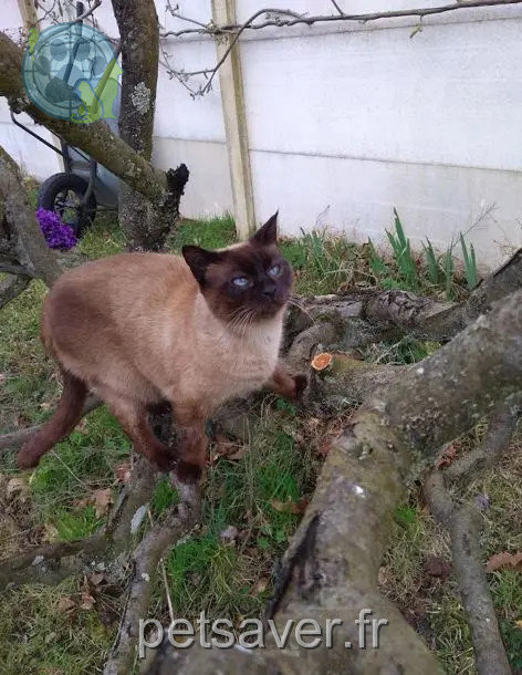 gata perdida 33320 Le Taillan-Médoc HIPPIE gata lost 33320 Le Taillan-Médoc HIPPIE