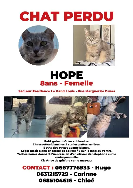 chatte lost   33320 Eysines Hope