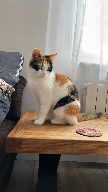 chatte lost   33850 Léognan Hwasa