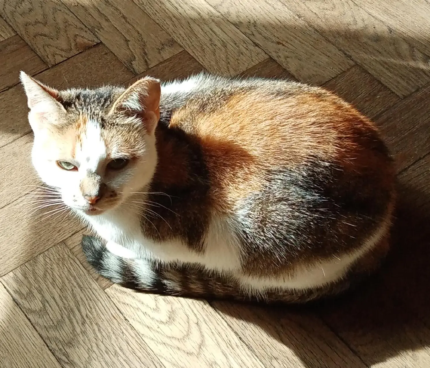 Chatte Perdue 33 Gironde Chatte Perdue 33 Gironde