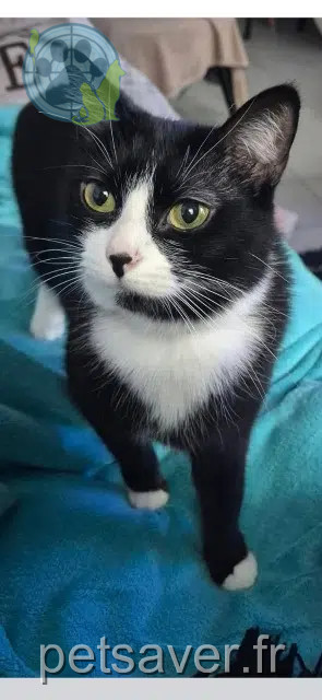 chatte lost   33240 Saint-André-de-Cubzac Ilo
