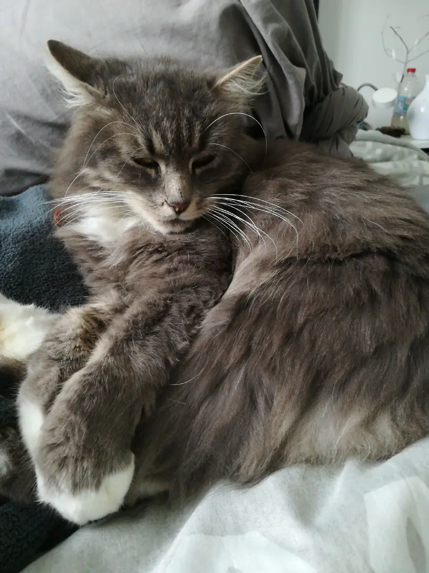 Chatte Perdue 33 Gironde - Iloha Chatte Perdue 33 Gironde - Iloha