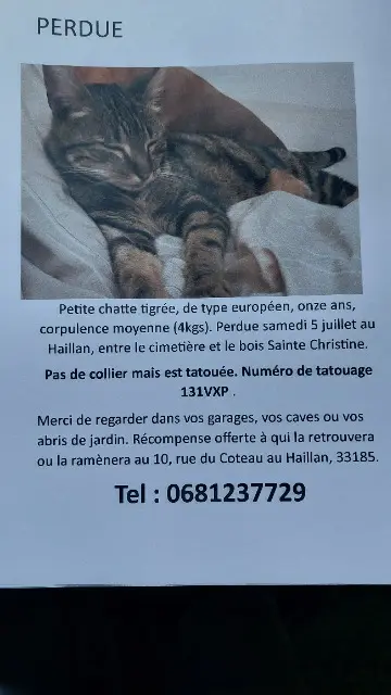 chatte lost   33185 Le Haillan Indy