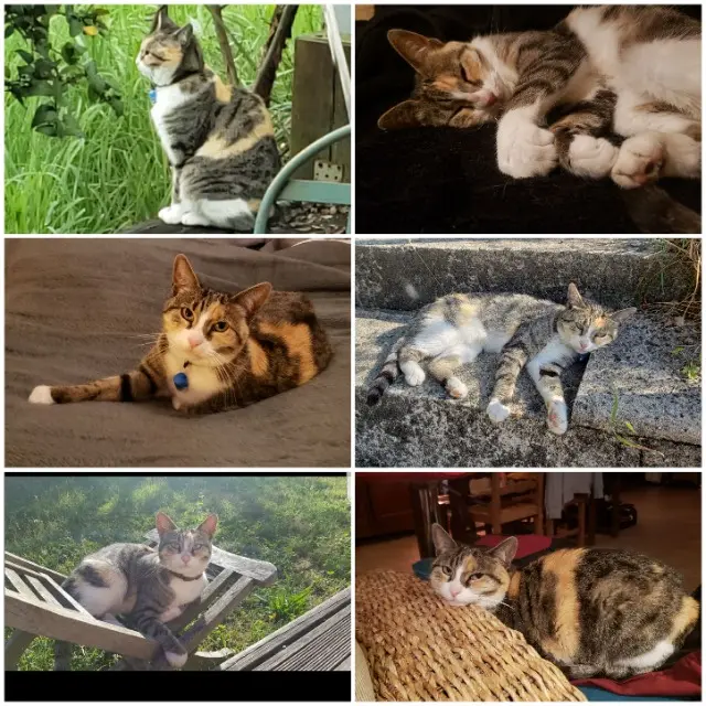 chatte lost   33127 Saint-Jean-d'Illac Isis