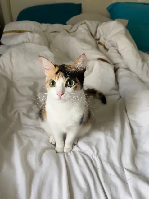 chatte lost   33240 Vérac Ivy