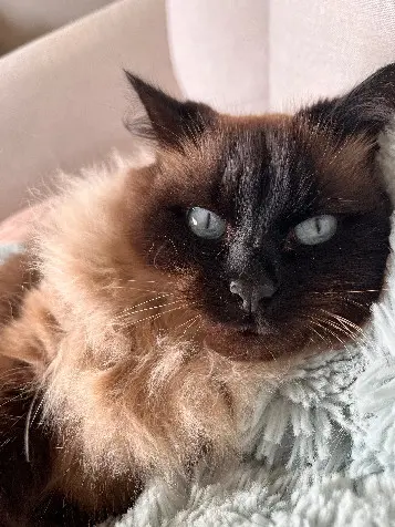 Chatte Perdue 33 Gironde Chatte Perdue 33 Gironde
