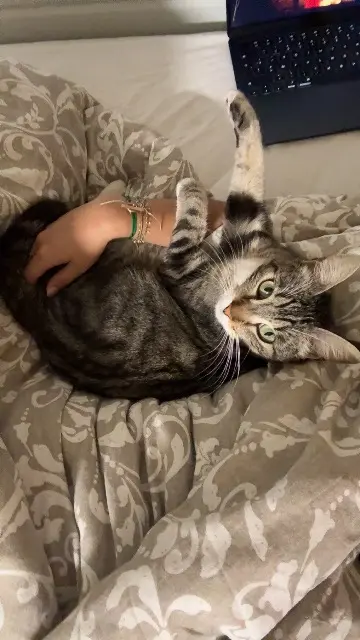 chatte lost   33520 Bruges Joy