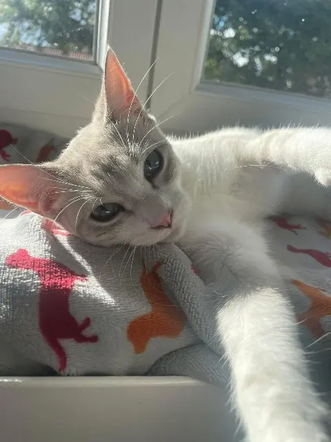 chatte lost   33290 Blanquefort June