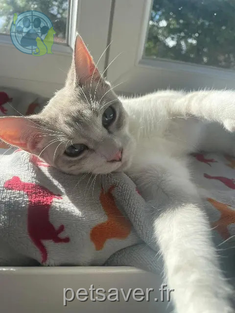 chatte perdue 33290 Blanquefort June chatte lost 33290 Blanquefort June