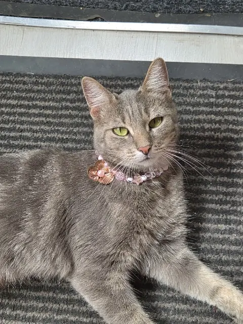 chatte lost   33240 Vérac Kayla