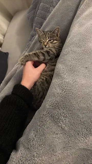 chatte lost   33440 Ambarès-et-Lagrave Kira