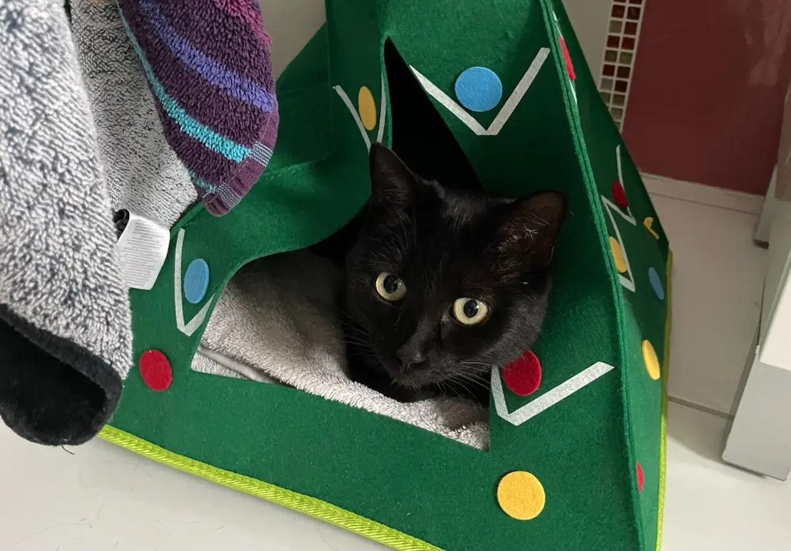 Chatte Perdue 33 Gironde Chatte Perdue 33 Gironde
