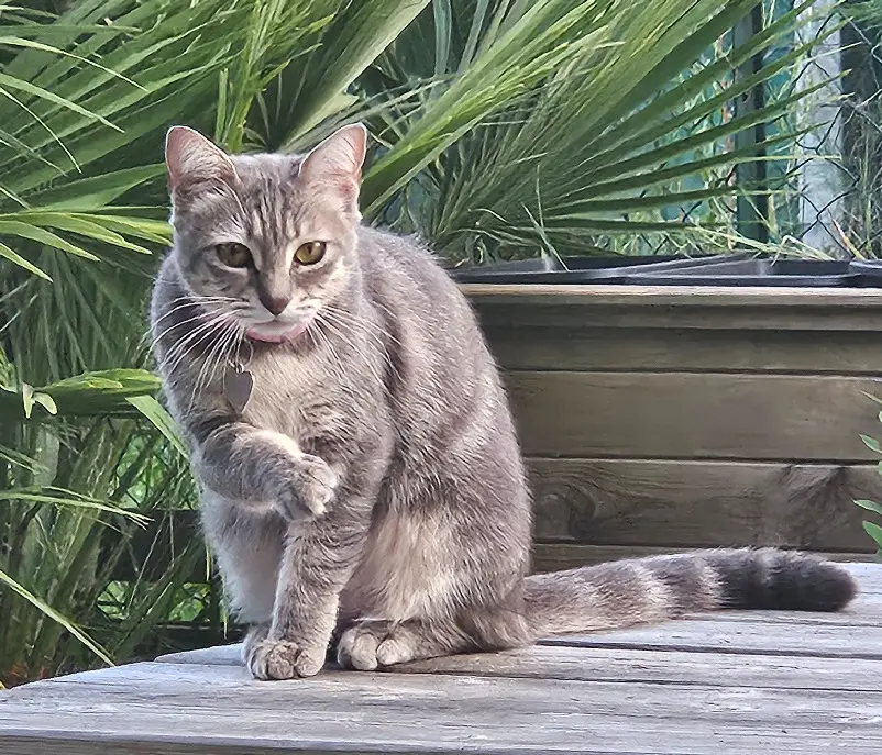 Chatte Perdue 33 Gironde - Lady Chatte Perdue 33 Gironde - Lady