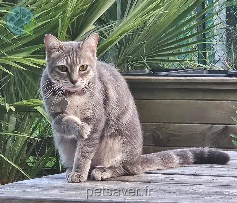 Chatte Perdue 33 Gironde - Lady Chatte Perdue 33 Gironde - Lady