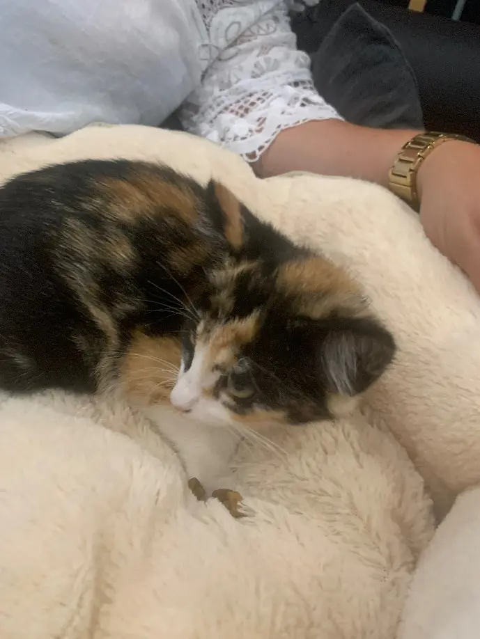 Chatte Perdue 33 Gironde - Lana Chatte Perdue 33 Gironde - Lana