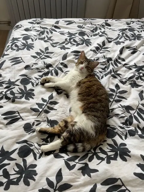 chatte lost   33160 Saint-Aubin-de-Médoc Lana