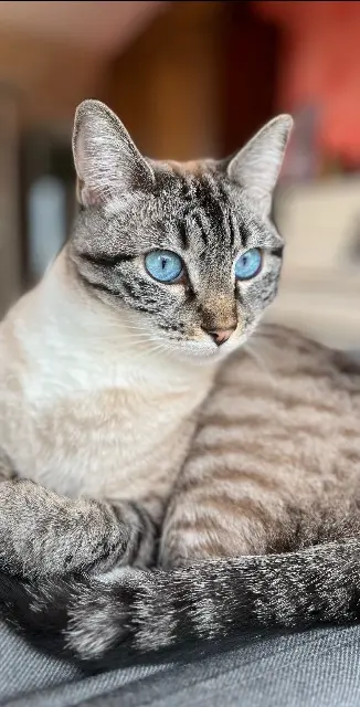 chatte lost    La Teste-de-Buch Leïla