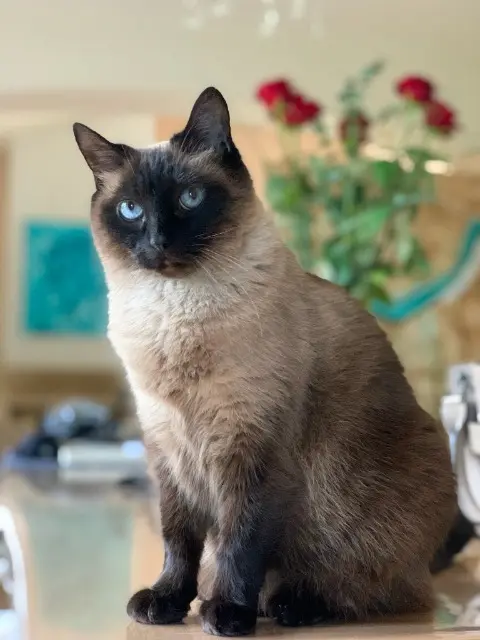 chatte lost   33650 La Brède Lilly