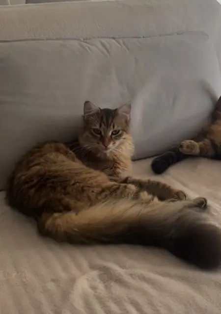 chatte lost   33140 Villenave-d'Ornon Lily