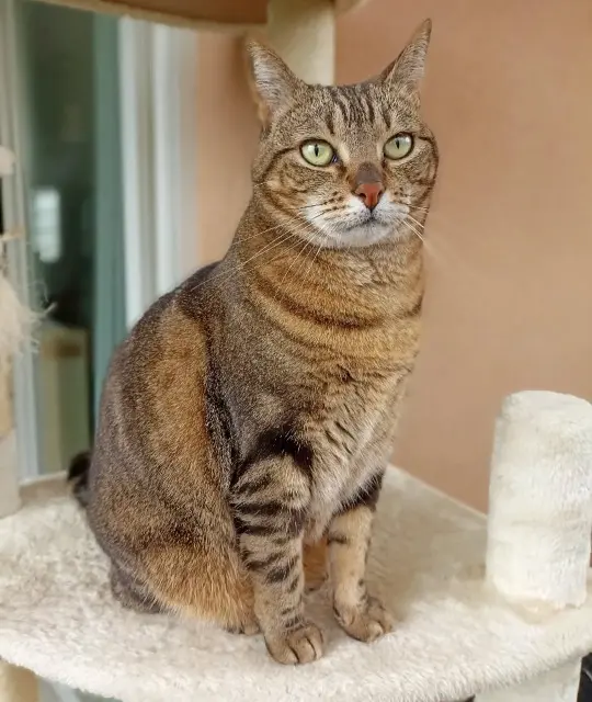 chatte lost   33470 Gujan-Mestras Looping