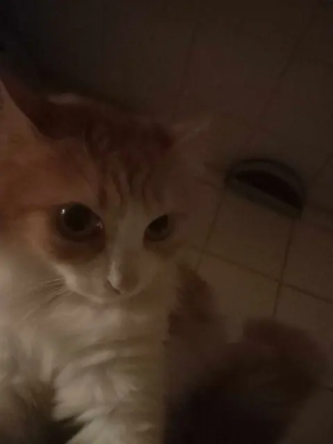 chatte lost   33410 Cadillac-sur-Garonne Luna