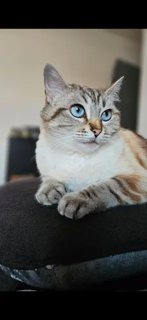 chatte lost   33600 Pessac Luna