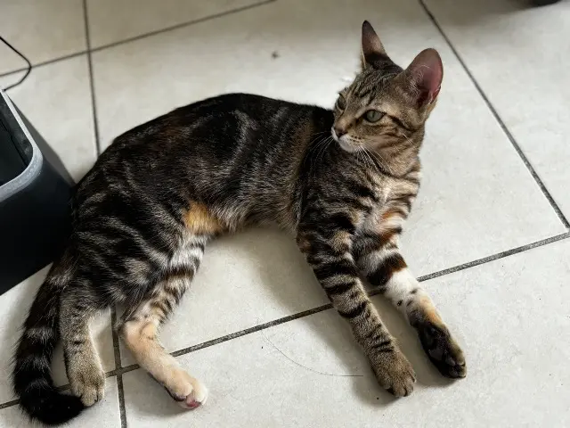 chatte lost    La Teste-de-Buch Luna