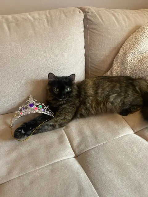 chatte lost   33130 Bègles Luna