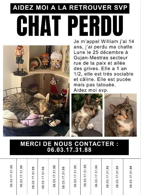 chatte lost   33470 Gujan-Mestras Lune
