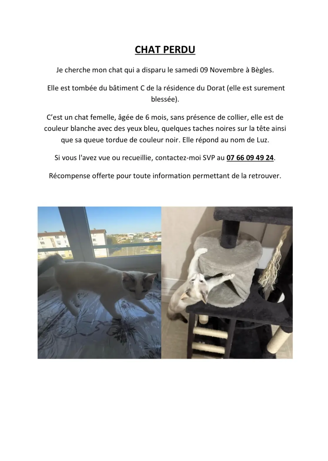 Chatte Perdue 33 Gironde - Luz