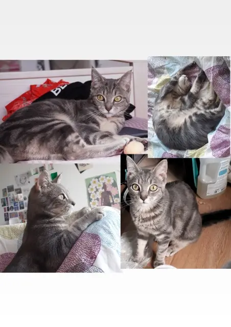 chatte lost   33700 Mérignac Mady